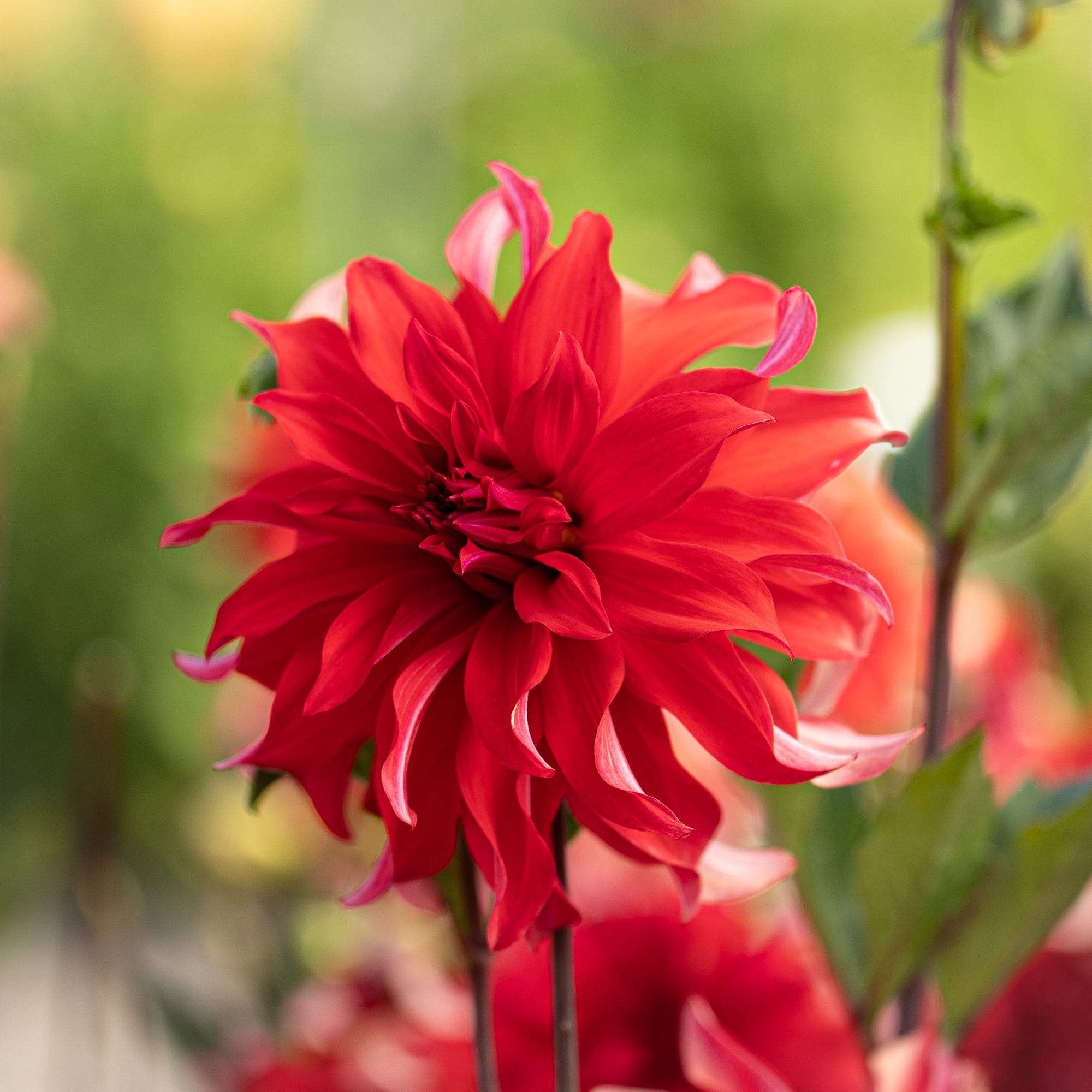 Dahlia 'Red Labyrinth'